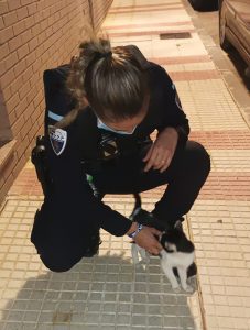 La Policía Local de Guadalajara captura 21 gatos que vivían en una casa en unas condiciones deplorables