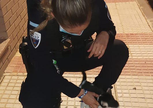 La Policía Local de Guadalajara captura 21 gatos que vivían en una casa en unas condiciones deplorables 1 La Policía Local de Guadalajara captura 21 gatos que vivían en una casa en unas condiciones deplorables