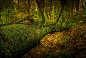 PEFC lanza el concurso de fotografía “Cuidamos los bosques” para celebrar el Día Internacional de la Tierra