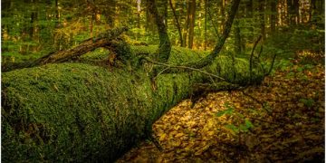 PEFC lanza el concurso de fotografía “Cuidamos los bosques” para celebrar el Día Internacional de la Tierra
