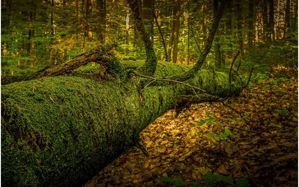 La Junta organiza diversas actividades en los espacios naturales para celebrar el Día Internacional de los Bosques 1 PEFC lanza el concurso de fotografía “Cuidamos los bosques” para celebrar el Día Internacional de la Tierra