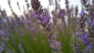 Publicadas las prórrogas de los compromisos agroambientales y las nuevas convocatorias por más de 60 millones de euros