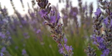 Publicadas las prórrogas de los compromisos agroambientales y las nuevas convocatorias por más de 60 millones de euros
