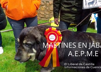 Vídeo. Mastines en Jábaga (AEPME)