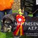 Vídeo. Mastines en Jábaga (AEPME)