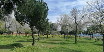 Villanueva de la Torre y la Fundación FDI impulsan la plantación de casi un centenar de pinos mediante una acción de voluntariado con personas con discapacidad