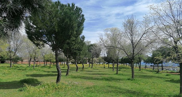 Villanueva de la Torre y la Fundación FDI impulsan la plantación de casi un centenar de pinos mediante una acción de voluntariado con personas con discapacidad 1 Villanueva de la Torre y la Fundación FDI impulsan la plantación de casi un centenar de pinos mediante una acción de voluntariado con personas con discapacidad