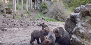 ¡Cómo han crecido los oseznos que nacieron en el Hosquillo!