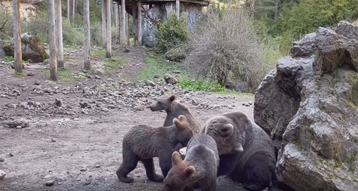 ¡Cómo han crecido los oseznos que nacieron en El Hosquillo! 1 ¡Cómo han crecido los oseznos que nacieron en el Hosquillo!