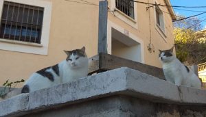 Cuenca en Marcha vuelve a insistir en la necesidad del método CER para el control ético de colonias felinas