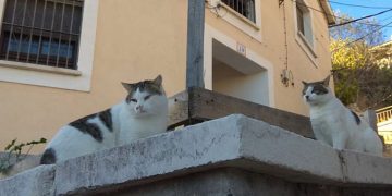 La Asociación Felina Barajeña Afeba solicita al Ayuntamiento que apruebe una ordenanza reguladora de la tenencia responsable y del bienestar animal