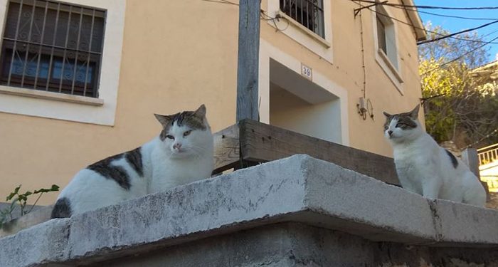 Cuenca en Marcha vuelve a insistir en la necesidad del método CER para el control ético de colonias felinas