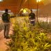 La Guardia Civil de Cuenca desmantela dos plantaciones de marihuana “indoor” en la localidad de Casasimarro