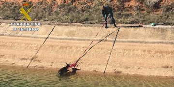 La Guardia Civil de Cuenca rescata un corzo que había caído al canal del trasvase Tajo-Segura