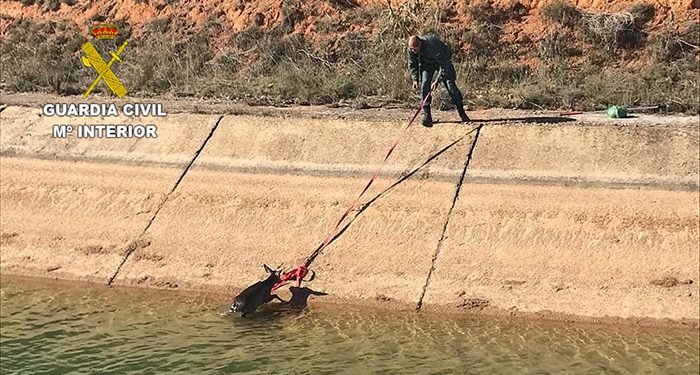 La Guardia Civil de Cuenca rescata un corzo que había caído al canal del trasvase Tajo-Segura