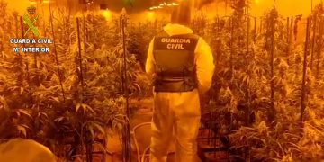 La Guardia Civil desmantela dos plantaciones de marihuana en Mesones y en Uceda
