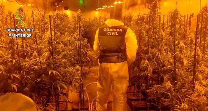 La Guardia Civil desmantela dos plantaciones de marihuana en Mesones y en Uceda