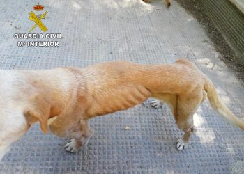 La Guardia Civil investiga a una persona en Cogollor por el abandono de dos perros
