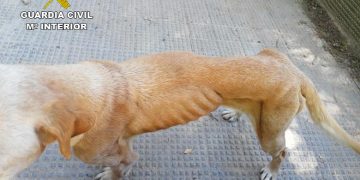La Guardia Civil investiga a una persona en Cogollor por el abandono de dos perros