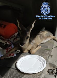 La Policía Nacional detiene a tres personas por robar en un restaurante de Valdenoches y libera una cría de corzo que llevaban en su vehículo