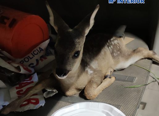 La Policía Nacional detiene a tres personas por robar en un restaurante de Valdenoches y libera una cría de corzo que llevaban en su vehículo 1 La Policía Nacional detiene a tres personas por robar en un restaurante de Valdenoches y libera una cría de corzo que llevaban en su vehículo