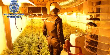 La Policía Nacional interviene 2.881 plantas de marihuana en la provincia de Guadalajara