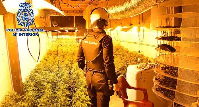 La Policía Nacional interviene 2.881 plantas de marihuana en la provincia de Guadalajara 1 La Policía Nacional interviene 2.881 plantas de marihuana en la provincia de Guadalajara