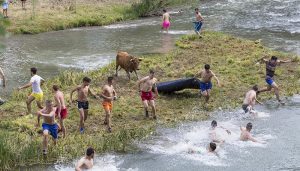 Las Vacas por el Tajo regresarán a la ribera trillana el próximo sábado 18 de junio
