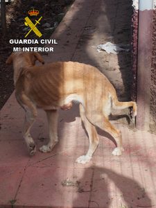 La Guardia Civil investiva a una persona en Cogollor por el abandono de dos perros