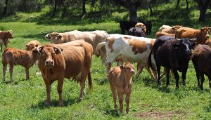 Ayuda millonaria para más de 1.000 agricultores y ganaderos de zonas de montaña de Cuenca