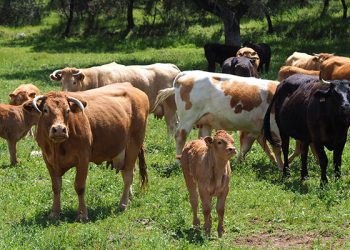 Ayuda millonaria para más de 1.000 agricultores y ganaderos de zonas de montaña de Cuenca