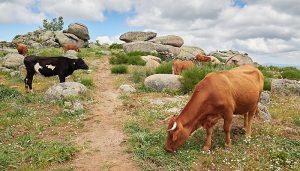 Profesionales de la agricultura y la ganadería de zonas de montaña de Guadalajara reciben cerca de dos millones de euros en ayudas