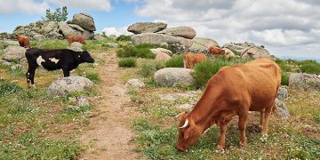 Castilla-La Mancha inyecta este viernes un abono de 70 millones de euros para el sector agrario y el medio rural