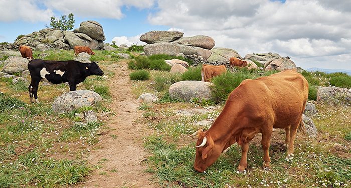 Profesionales de la agricultura y la ganadería de zonas de montaña de Guadalajara reciben cerca de dos millones de euros en ayudas