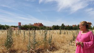 El PP de Azuqueca alerta del peligro de los solares invadidos de maleza y exige al Gobierno municipal que tome medidas urgentes para su limpieza