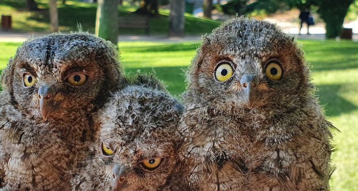 La acacia caída en el parque de la Concordia de Guadalajara tenía una sorpresa...., que ya está anillada 1 La acacia caída en el parque de la Concordia de Guadalajara tenía una sorpresa...., que ya está anillada