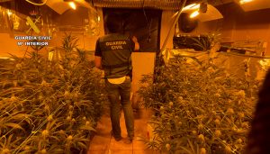 La Guardia Civil desmantela una plantación de marihuana “indoor” en El Cubillo de Uceda