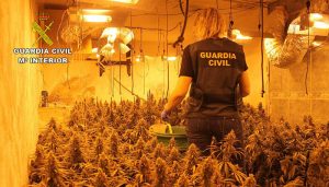 La Guardia Civil desmantela una plantación “indoor” de marihuana en Torrejón del Rey