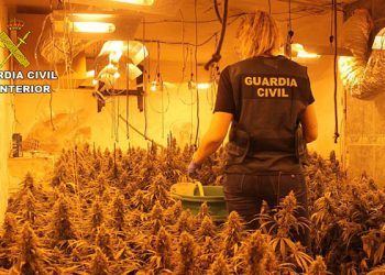 La Guardia Civil desmantela una plantación “indoor” de marihuana en Torrejón del Rey 4 La Guardia Civil desmantela una plantación “indoor” de marihuana en Torrejón del Rey