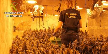 La Guardia Civil desmantela una plantación “indoor” de marihuana en Torrejón del Rey