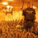 La Guardia Civil desmantela una plantación “indoor” de marihuana en Torrejón del Rey