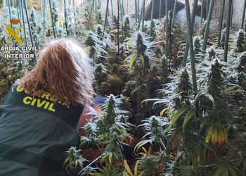 La Guardia Civil detiene en El Casar a dos personas por tráfico de drogas tenían más de 600 plantas de marihuana