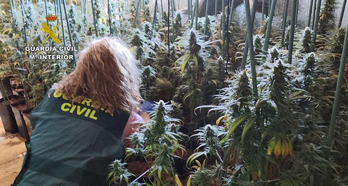 La Guardia Civil detiene en El Casar a dos personas por tráfico de drogas: tenían más de 600 plantas de marihuana 1 La Guardia Civil detiene en El Casar a dos personas por tráfico de drogas tenían más de 600 plantas de marihuana
