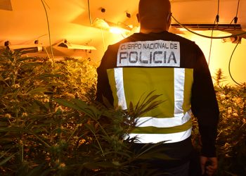 La Policía Nacional lleva a cabo, en un solo día, tres operaciones contra el cultivo ilegal de marihuana en Guadalajara