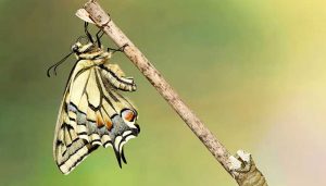 Los amantes del mundo de la entomología tienen una cita en Cogolludo