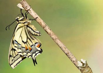 Los amantes del mundo de la entomología tienen una cita en Cogolludo