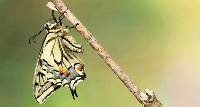 Los amantes del mundo de la entomología tienen una cita en Cogolludo