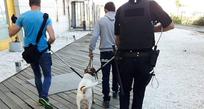 Un perro peligroso se escapa de su casa en Guadalajara e impide salir a los vecinos de los portales 1 Un perro peligroso se escapa de su casa en Guadalajara e impide salir a los vecinos de los portales