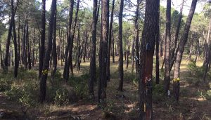 Avances en la parcela de experimentación de Cobeta del grupo operativo Resinlab