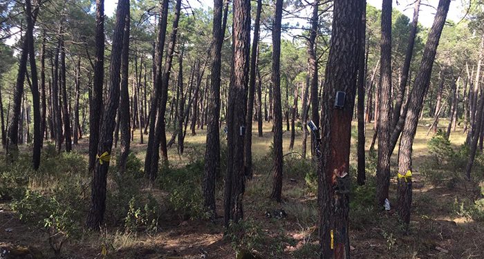 Avances en la parcela de experimentación de Cobeta del grupo operativo Resinlab